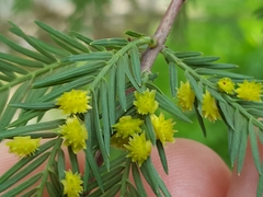 Taxodiomyia