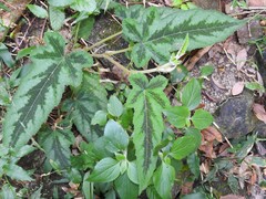 Rubus reflexus