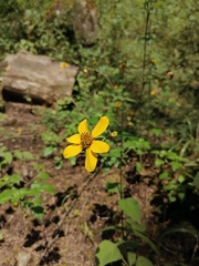 Bidens ostruthioides