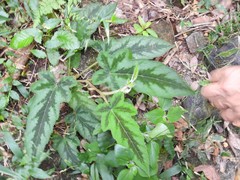 Rubus reflexus