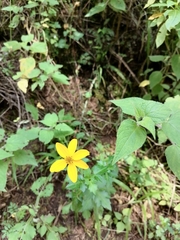 Bidens ostruthioides