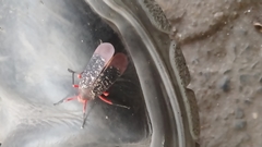 Kalidasa lanata