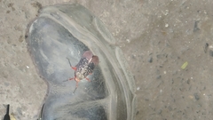 Kalidasa lanata