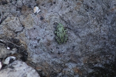 Hyla eximia