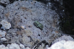 Hyla eximia