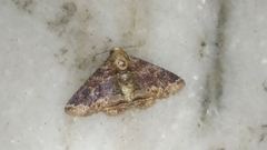 Pericyma cruegeri