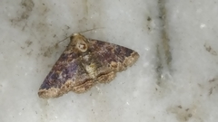Pericyma cruegeri