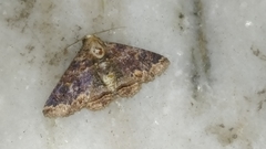 Pericyma cruegeri