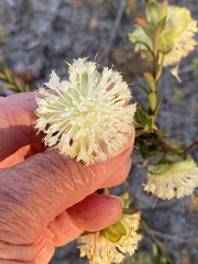 Pimelea lehmanniana