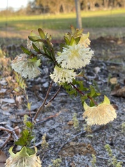 Pimelea lehmanniana