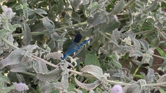 Calopteryx syriaca