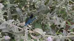 Calopteryx syriaca