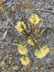 Pimelea lehmanniana