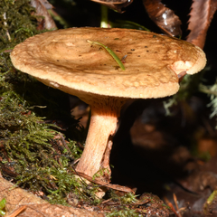 Hygrophoropsis rufa