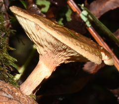 Hygrophoropsis rufa