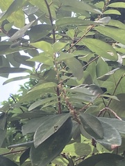 Bridelia tomentosa