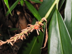 Alpinia stachyodes