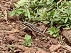 Trachylepis quinquetaeniata