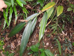 Alpinia stachyodes