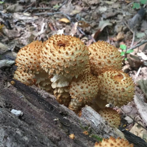 Pholiota squarrosa — (c) Summit Metro Parks, some rights reserved (CC BY)