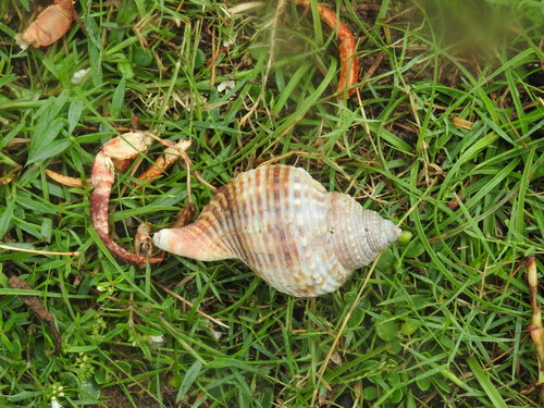 Linatella caudata observed 2020-10-18