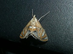 Margarosticha euprepialis