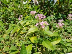 Pentas