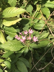 Pentas