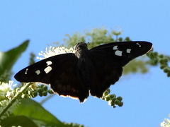 Polygonus leo arizonensis