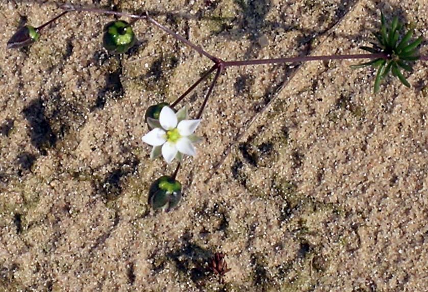 Spergula morisonii