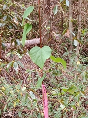 Homalanthus populifolius