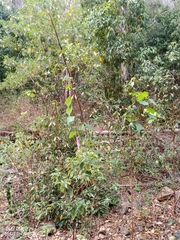 Homalanthus populifolius