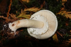 Tricholoma matsutake
