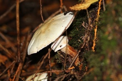 Tricholoma matsutake
