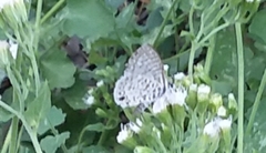 Leptotes cassius