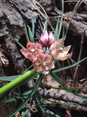 Asclepias circinalis