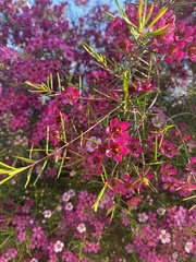 Chamelaucium uncinatum