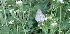 Leptotes cassius