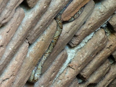 Trimorphodon paucimaculatus