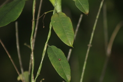 Blepharodon mucronatum