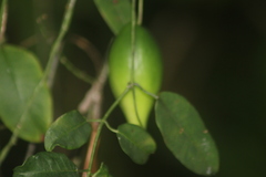 Blepharodon mucronatum