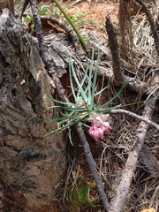 Asclepias circinalis