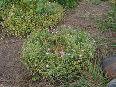 Spergularia macrotheca macrotheca
