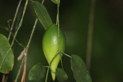 Blepharodon mucronatum