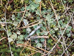 Capnoides sempervirens