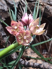 Asclepias circinalis