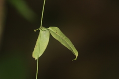 Blepharodon mucronatum