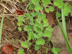 Trifolium subterraneum