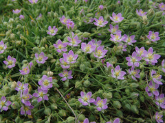 Spergularia macrotheca macrotheca