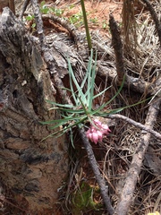 Asclepias circinalis